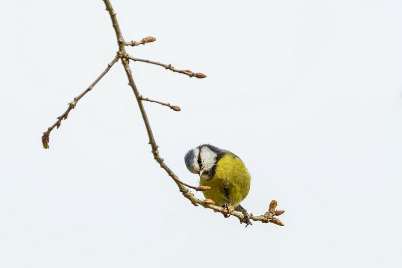 Mésange bleue sur la branche par Tobias Luxberg