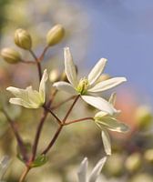 White Clematis Armandii