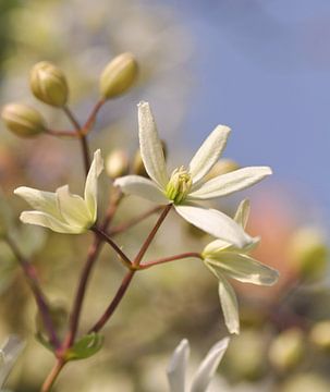 Weiße Clematis Armandii von Corinne Welp