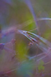 Gras by Robert Wiggers