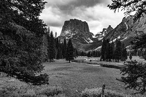 Forêt du Wyoming