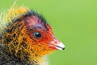 Young coot