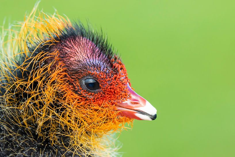 Young coot by Popke Leffring