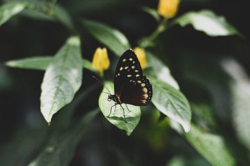 Extreme Nahaufnahme eines Schmetterlings von Ronne Vinkx