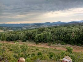 Geordend bos in Frankrijk van Veluws