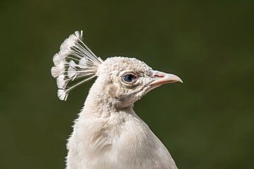 Kopportret van een witte pauw (Pavo cristatus mut. alba) met kroon van Mario Plechaty Photography