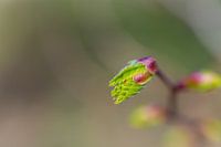 Een knop van een esdoornboom met wazige achtergrond