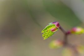 Een knop van een esdoornboom met wazige achtergrond