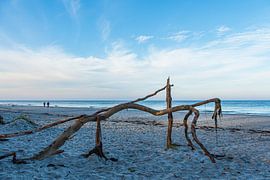 Treibholz am Weststrand an der Ostseeküste auf dem Fischland-Da von Rico Ködder