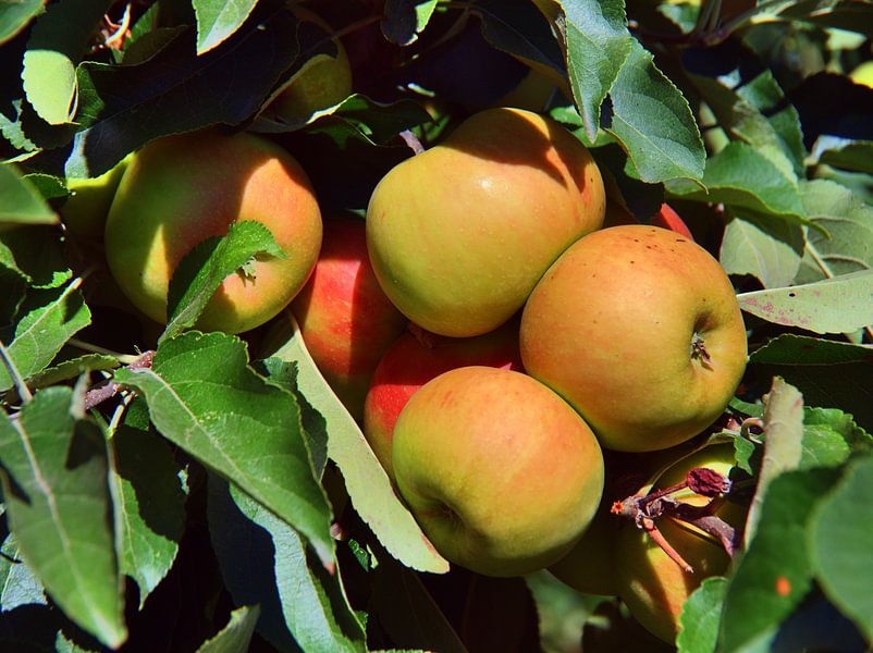 Appelboom stilleven van Edgar Schermaul