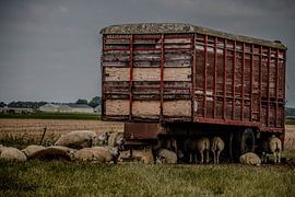 Veevervoer von Annemarie Welp