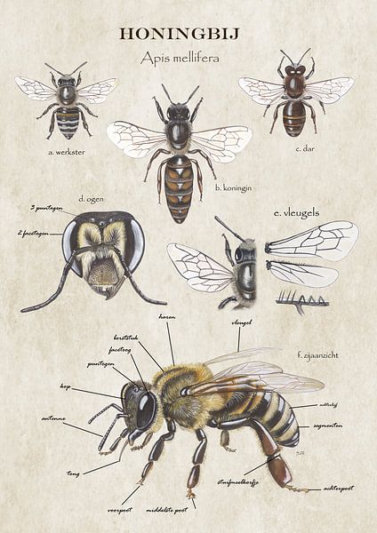 Anatomie der Honigbiene von außen von Jasper de Ruiter