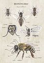 Anatomie der Honigbiene von außen von Jasper de Ruiter Miniaturansicht