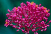 Tropische bloem