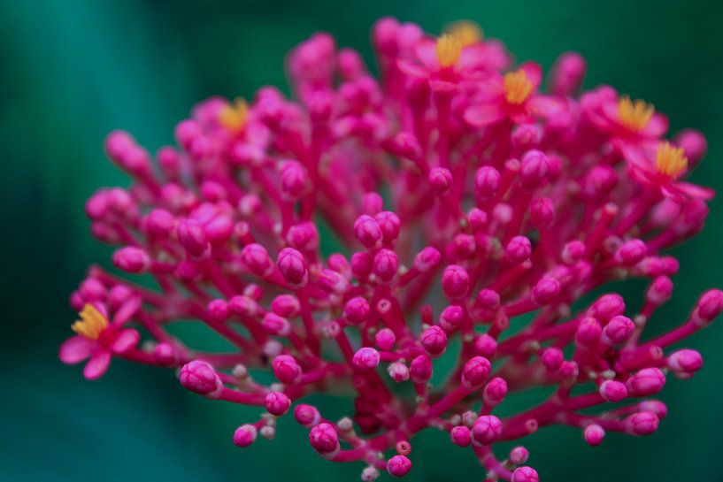 Tropische bloem von Stedom Fotografie