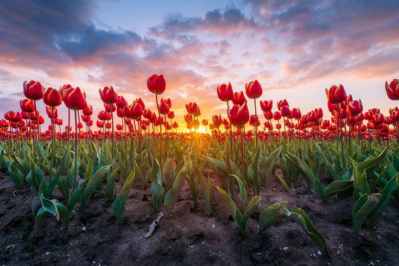 Red Tulips by Mvdklooster