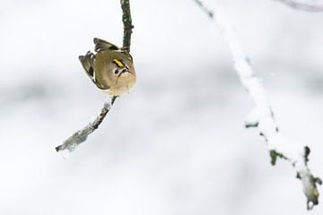 Curious goldcrest by MvL Fotografie