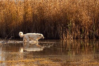 Hund läuft im Abendlicht durch Wasser