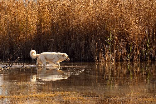 Chien marchant dans l'eau à la lumière du soir