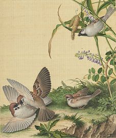 Wisteria sinensis et Oryza sativa, Giuseppe Castiglione