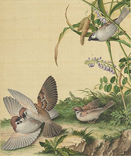 Wisteria sinensis und Oryza sativa, Giuseppe Castiglione