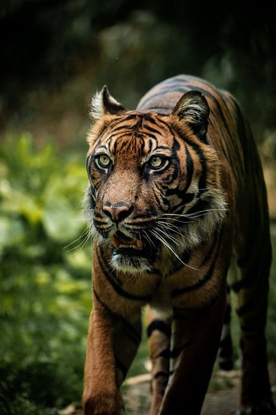 Tiger on the move van Design Wall Arts