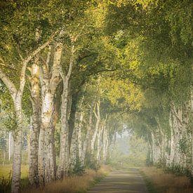 Avenue of Birches in Soft Morning Light by KB Design & Photography (Karen Brouwer)