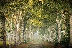 Avenue de bouleaux dans la douce lumière du matin