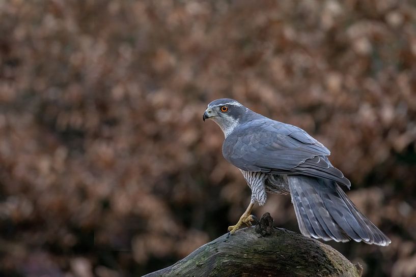 Hawk on trunk by Tanja van Beuningen
