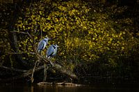 Herons at the water's edge