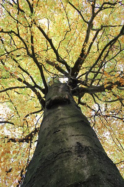 Baumkronen von unten von Christine aka stine1