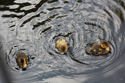 Drie kleine eendjes