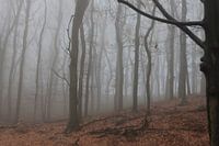 Bomen Posbank op een mistige ochtend