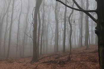 Bäume Posbank an einem nebligen Morgen