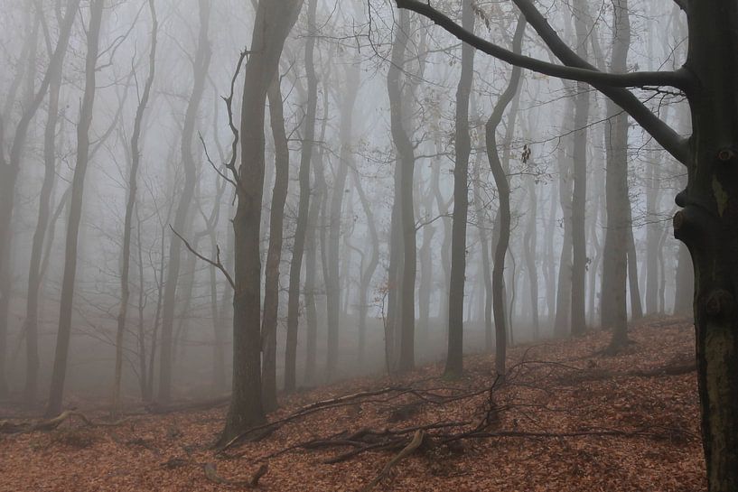 Trees Posbank on a misty morning by Peter