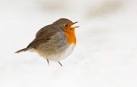 Roodborst in een wolk van sneeuw van Menno Schaefer thumbnail