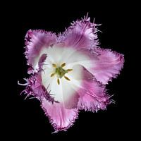 Tulip, flower on black