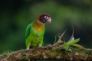 Parrot on branch by Natuurels