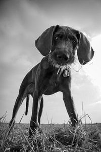 Der neugierige Hund von Mogi Hondenfotografie