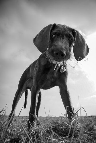 De nieuwsgierige hond