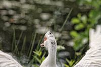 The attentive goose in a wooded area