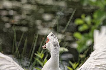 The attentive goose in a wooded area by Lucas van Gemert