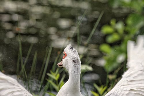 De aandachtige gans in een bosrijke omgeving