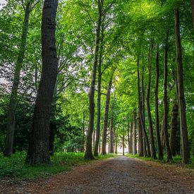 Lever de soleil dans une vieille forêt. sur Ruurd Dankloff