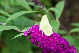 Vlinde rop bloem by Ron Pool