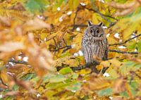Ransuil in de herfst