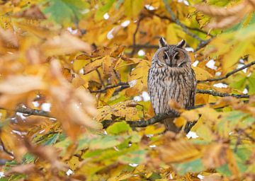 Long-eared owl in autumn by Ruurd Jelle Van der leij