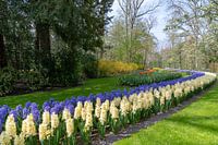 Eindeloze band van blauwe en witte kleur hyacinten