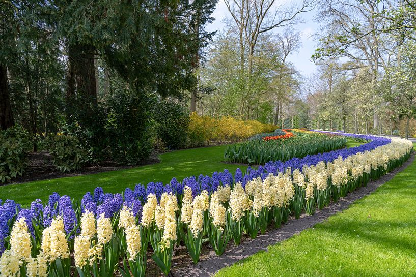 Endless band of blue and white color hyacinths by Digikhmer