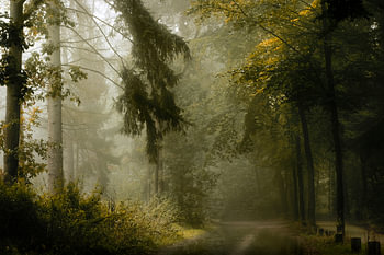 Soft Green